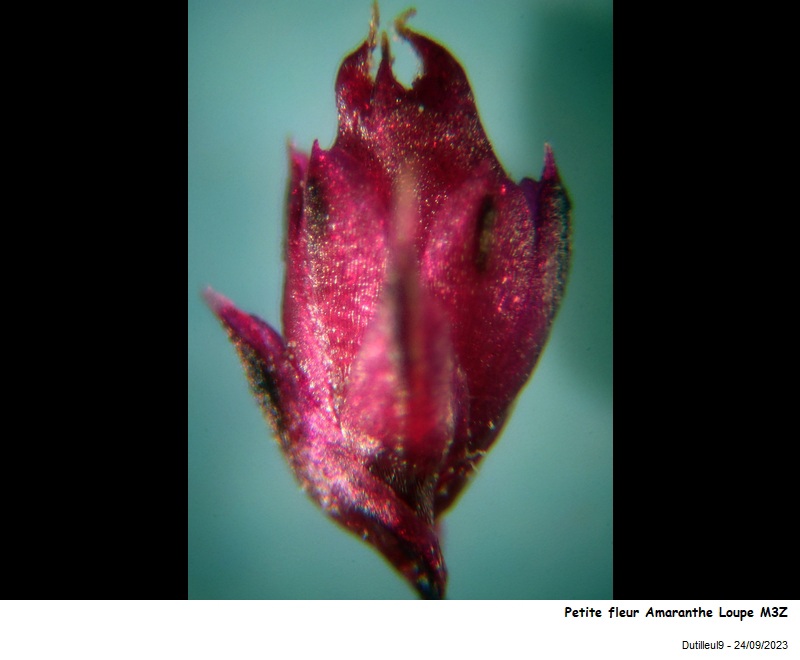 Amaranthus hybridus L. #76608