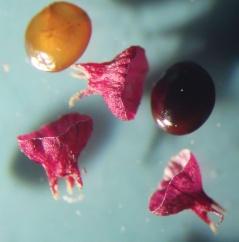 Amaranthus hybridus L. #76597