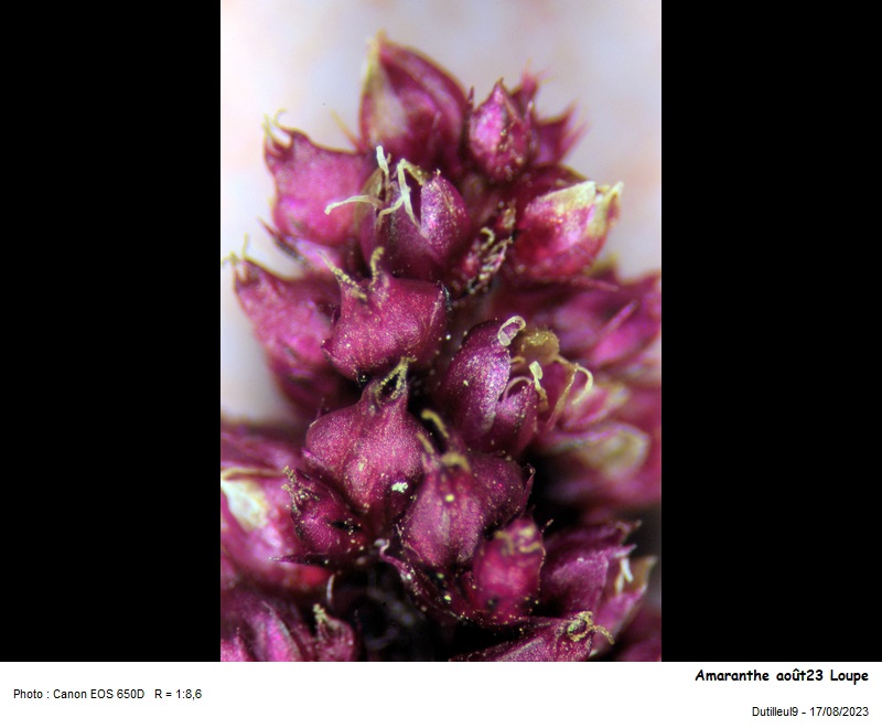 Amaranthus hybridus L. #76595
