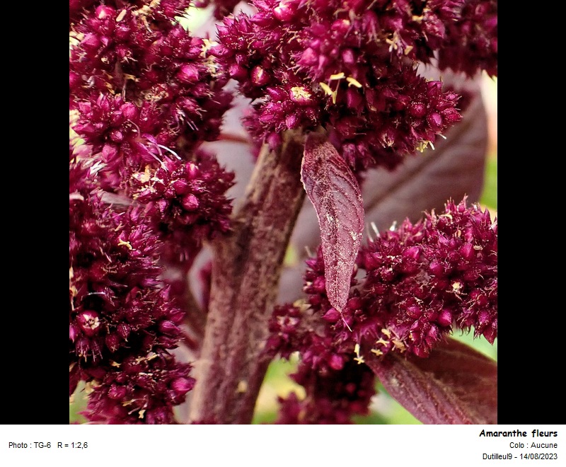 Amaranthus hybridus L. #76592