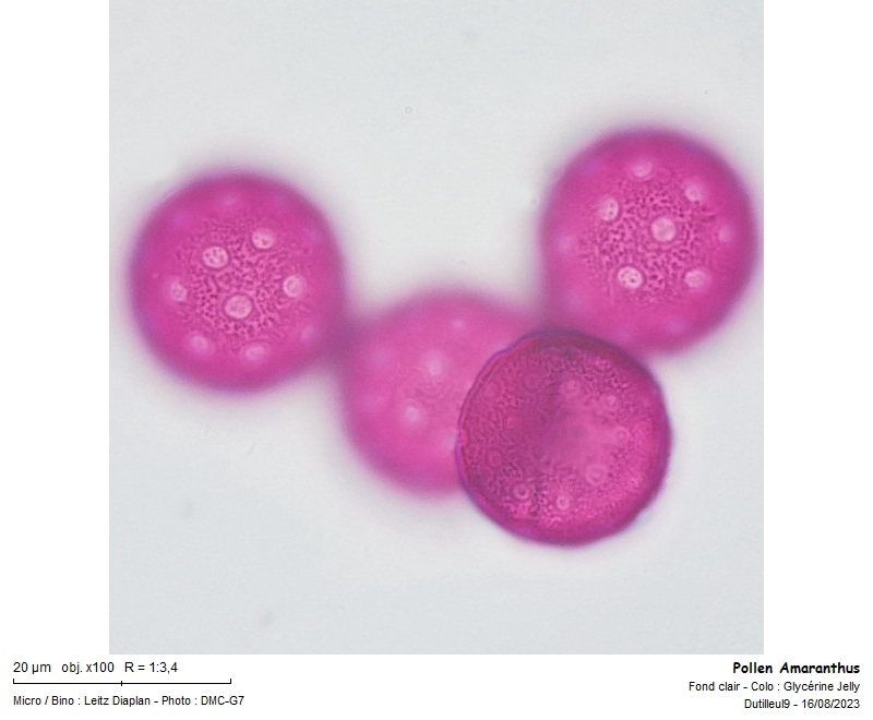 Amaranthus hybridus pollen #76607