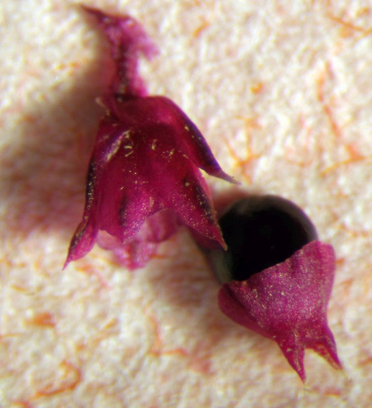 Amaranthus hybridus L. #76598