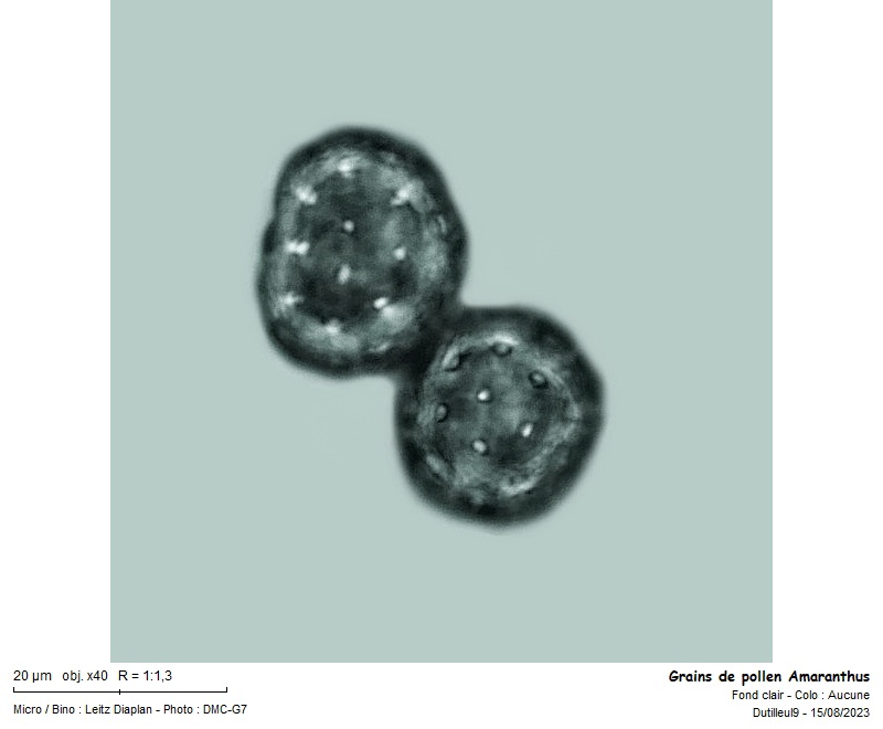 Amaranthus hybridus pollen #76606
