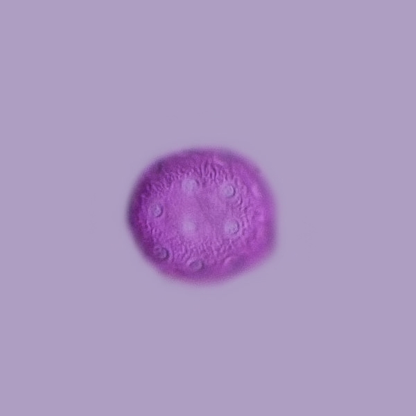 Amaranthus hybridus pollen #76605