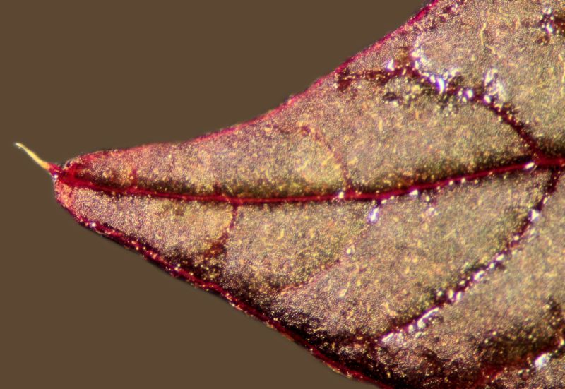 Amaranthus hybridus L. #76593