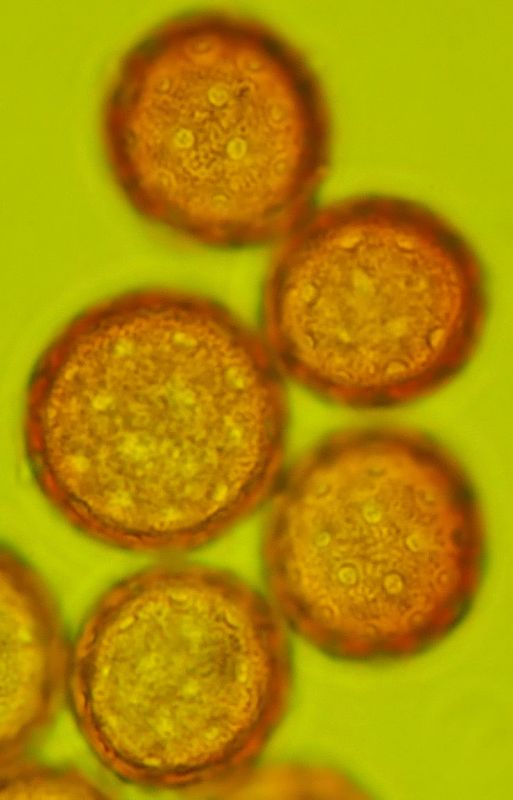 Amaranthus hybridus pollen #76604