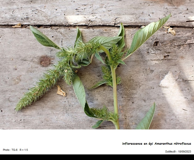 Amaranthus retroflexus - Amarante réfléchie #77340