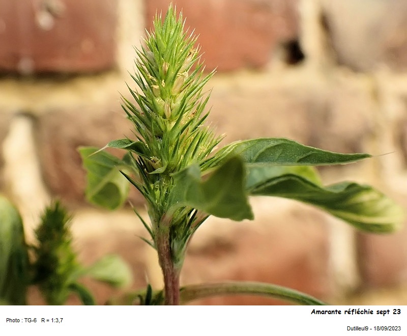 Amaranthus retroflexus - Amarante réfléchie #77331