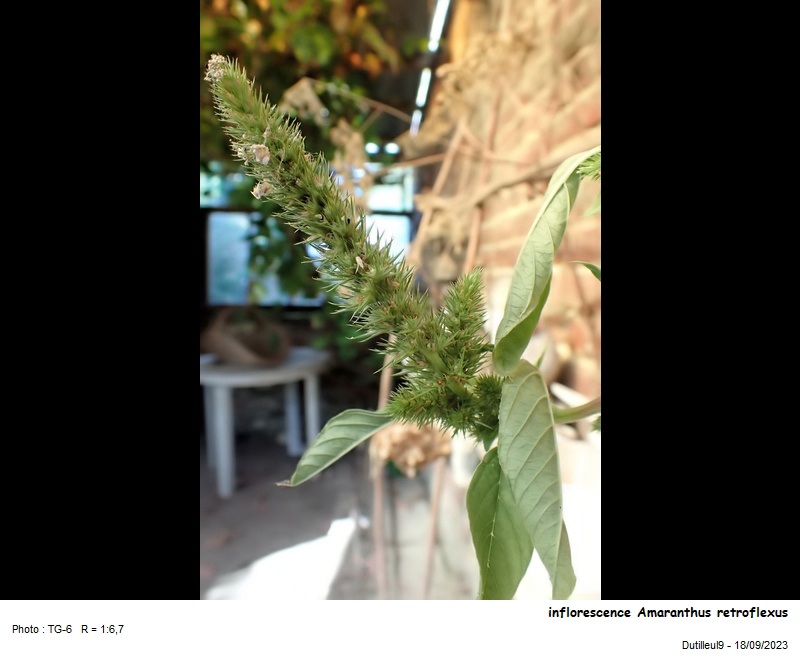 Amaranthus retroflexus - Amarante réfléchie #77339