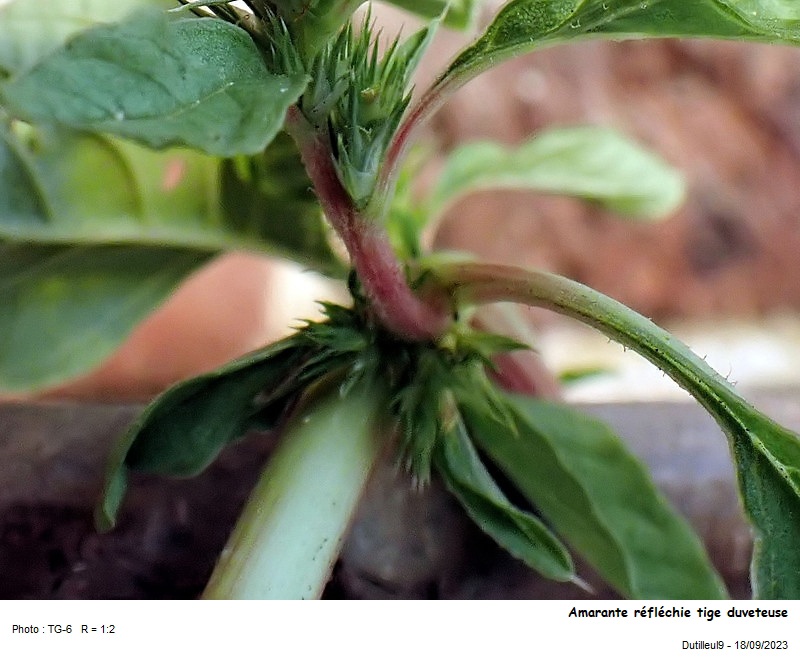 Amaranthus retroflexus - Amarante réfléchie #77332