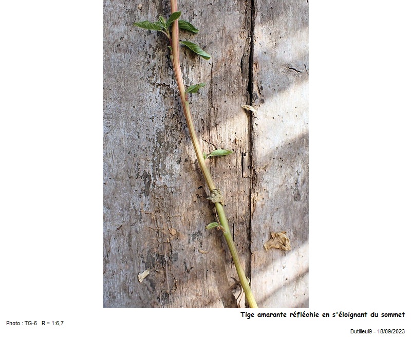 Amaranthus retroflexus - Amarante réfléchie #77342