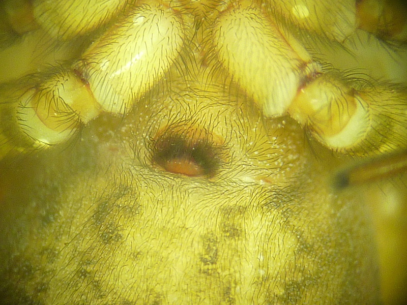 Amaurobius similis - Amaurobiidae #13217