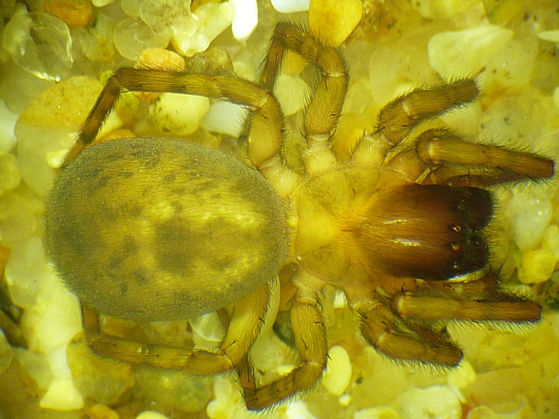 Amaurobius similis - Amaurobiidae #13216