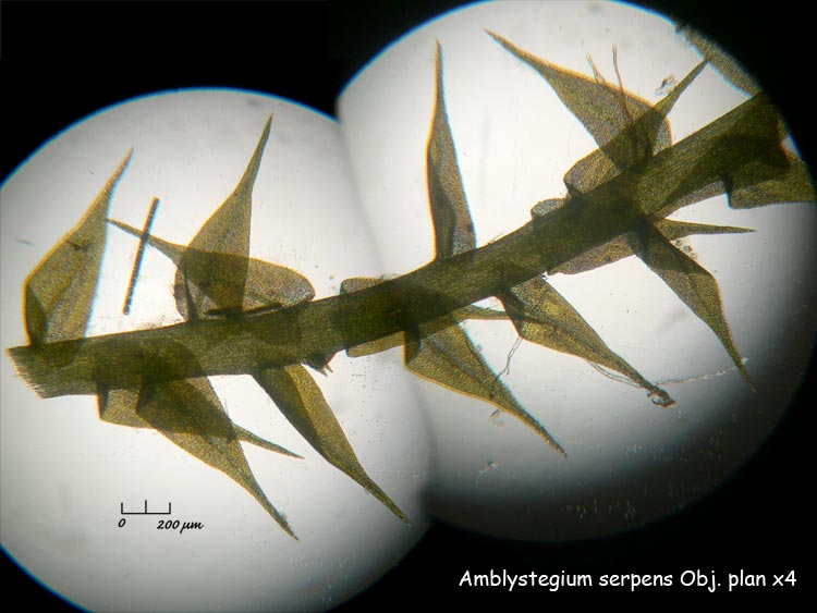 Amblystegium serpens (Hedw.) Schimper #1638