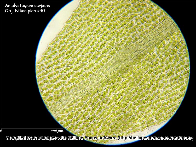 Amblystegium serpens (Hedw.) Schimper #1641