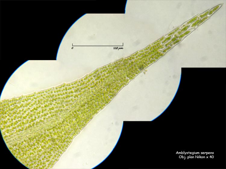 Amblystegium serpens (Hedw.) Schimper #1640