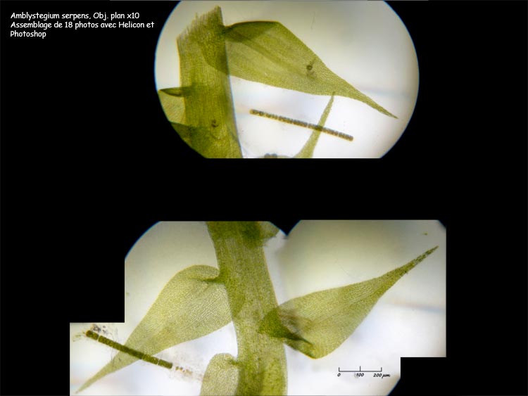 Amblystegium serpens (Hedw.) Schimper #1639