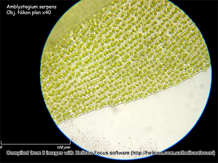 Amblystegium serpens (Hedw.) Schimper #1642