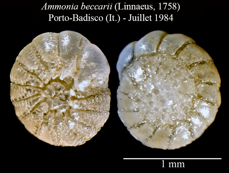 Ammonia beccarii #56480