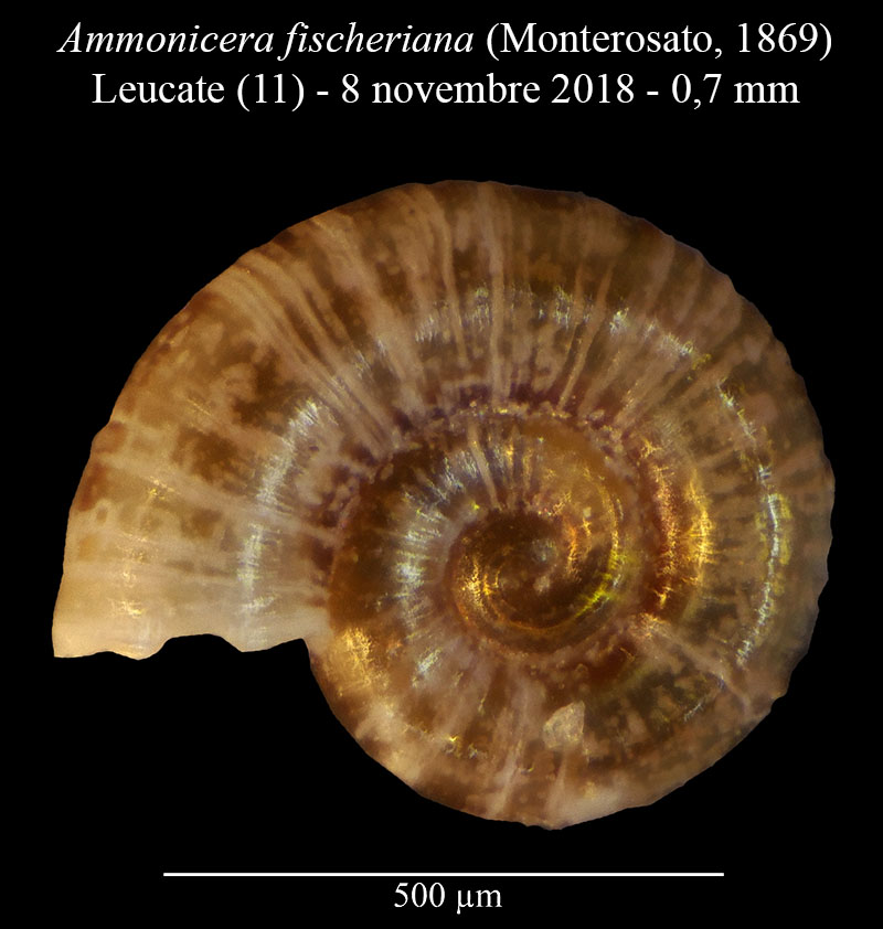 Ammonicera fischeriana #57696
