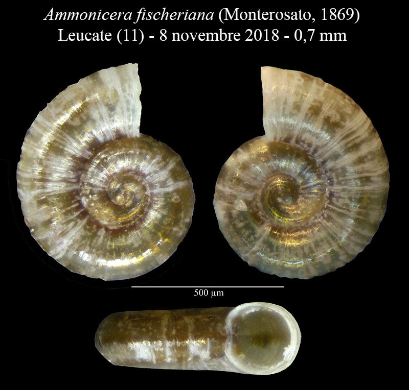 Ammonicera fischeriana #57695