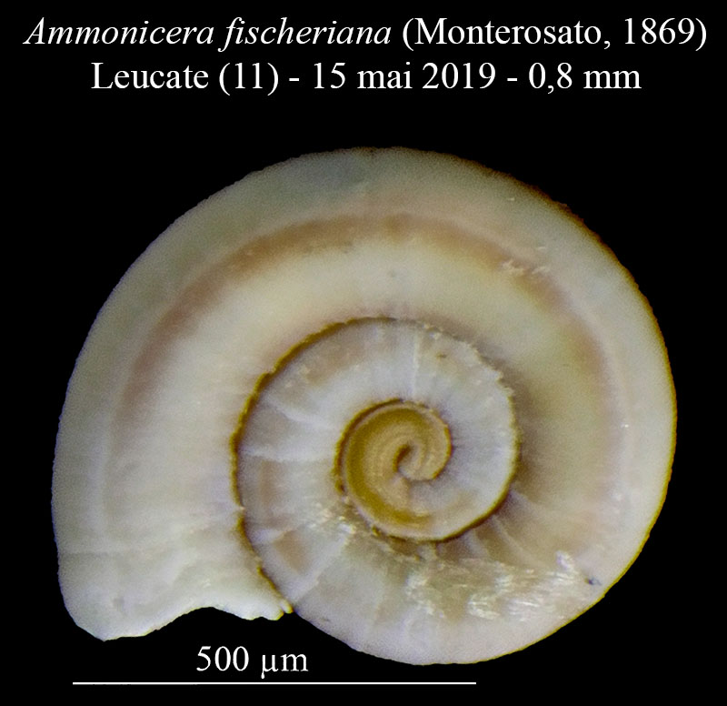 Ammonicera fischeriana #59620