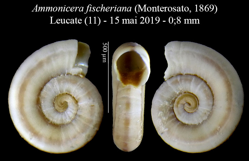 Ammonicera fischeriana #59619