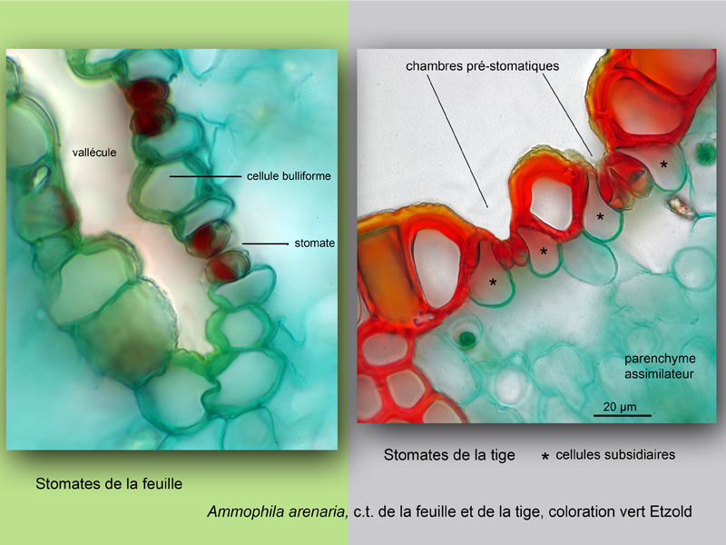 Ammophila arenaria, histologie, histology. #22497