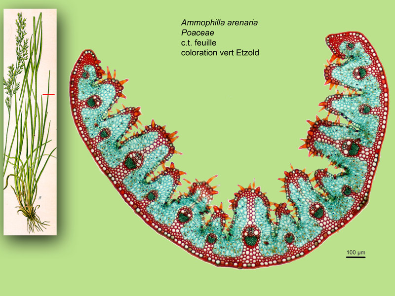 Ammophila arenaria, histologie, histology. #22494