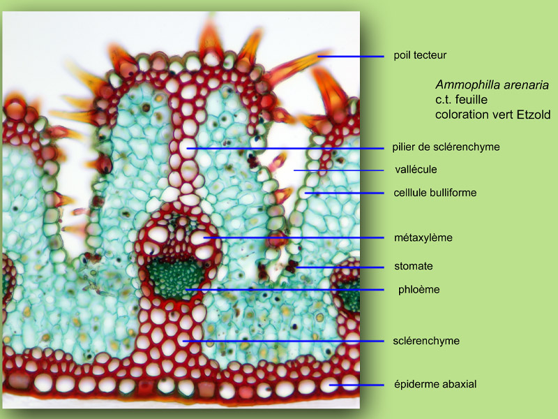 Ammophila arenaria, histologie, histology. #22495