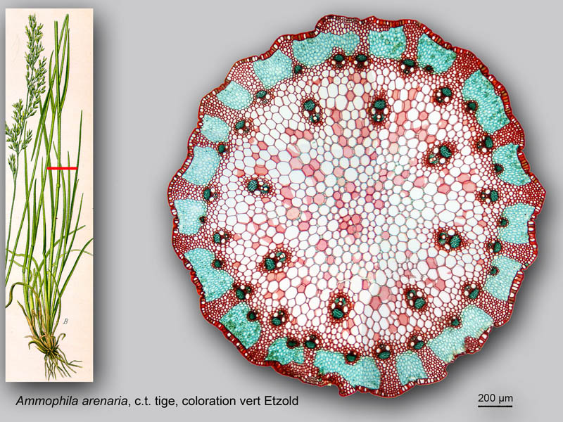 Ammophila arenaria, histologie, histology. #22496