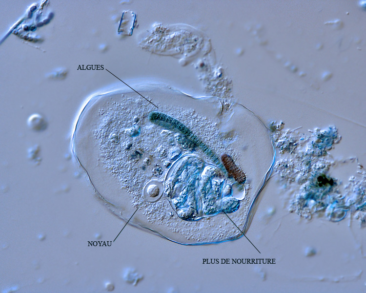 Amoeba terricola (ou verrucosa) #1211