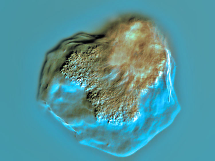 Amoeba terricola (ou verrucosa) #1213