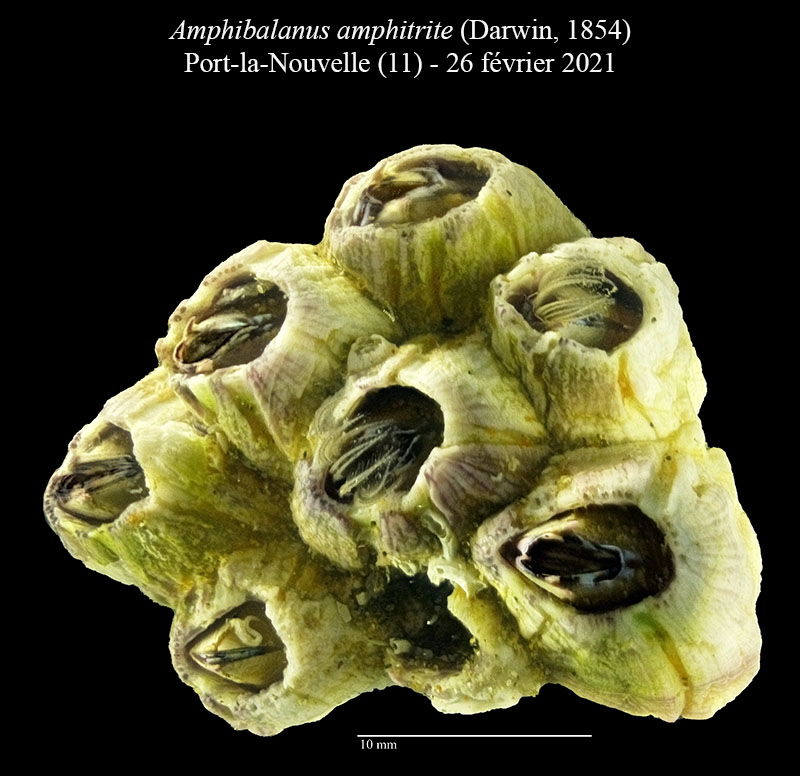 Amphibalanus amphitrite #65865