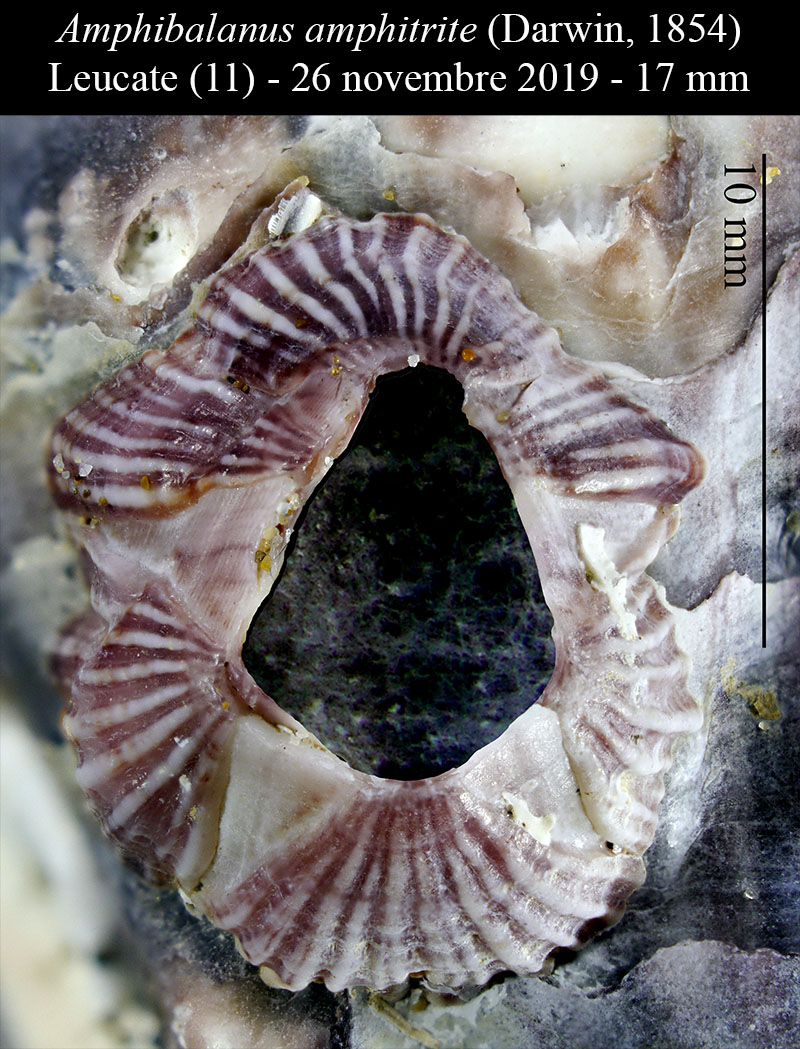 Amphibalanus amphitrite #61283