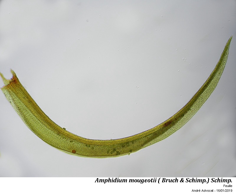 Amphidium mougeotii (B.S.G.) Schimper #57291