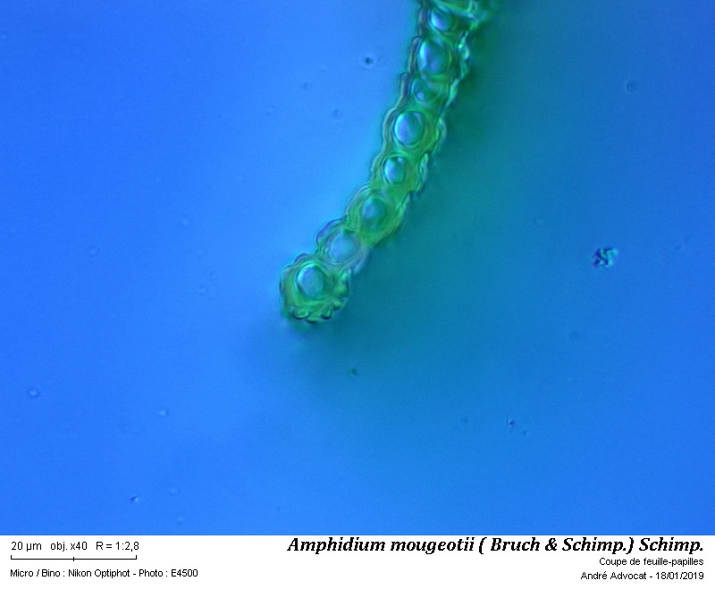 Amphidium mougeotii (B.S.G.) Schimper #57300