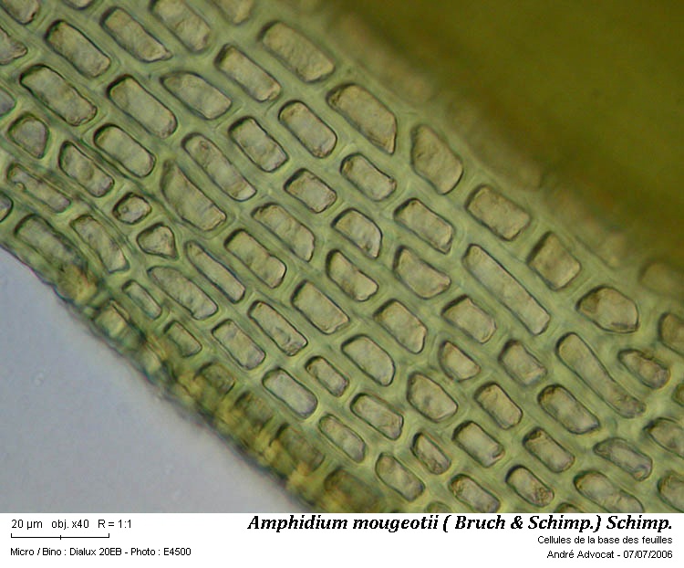 Amphidium mougeotii (B.S.G.) Schimper #57301