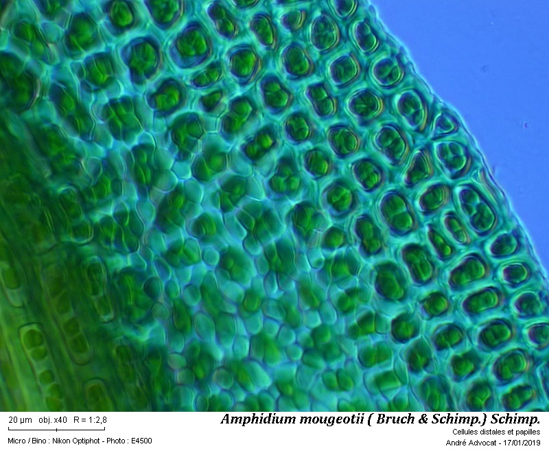 Amphidium mougeotii (B.S.G.) Schimper #57298