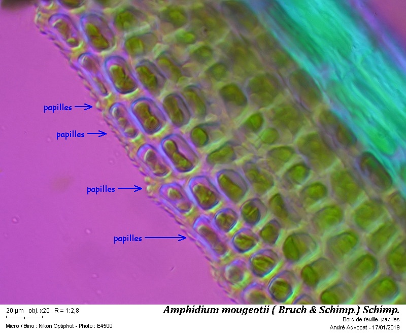 Amphidium mougeotii (B.S.G.) Schimper #57299