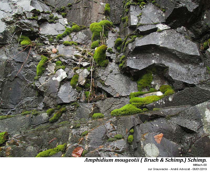 Amphidium mougeotii (B.S.G.) Schimper #57289