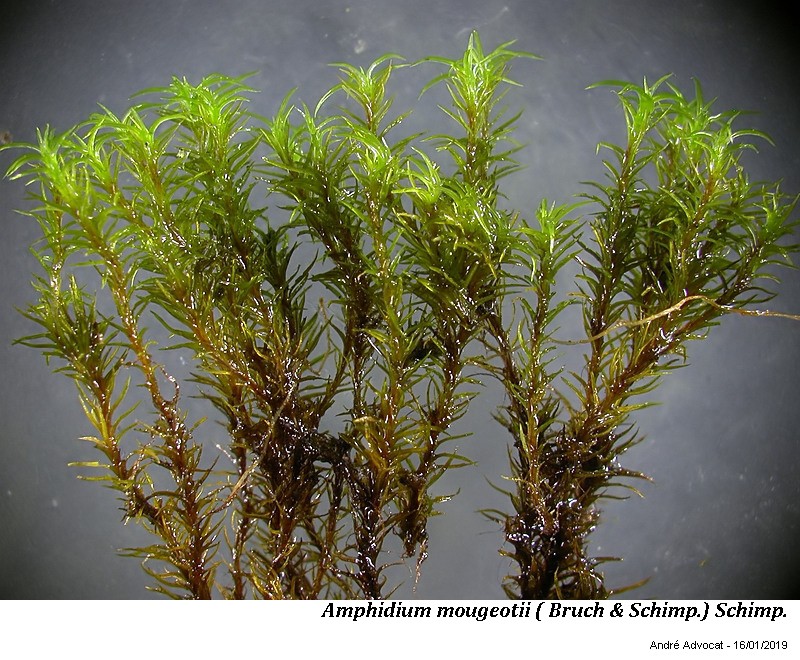 Amphidium mougeotii (B.S.G.) Schimper #57292