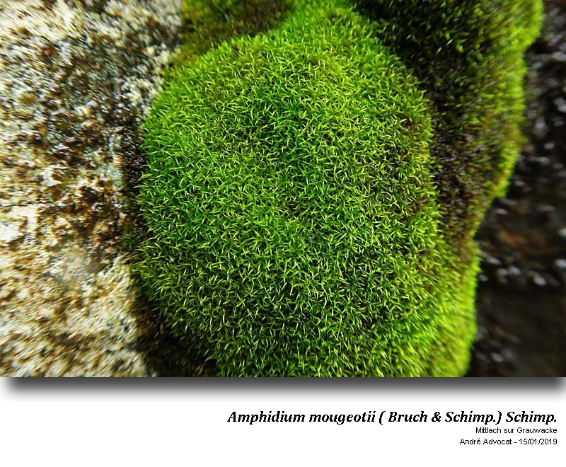 Amphidium mougeotii (B.S.G.) Schimper #57290
