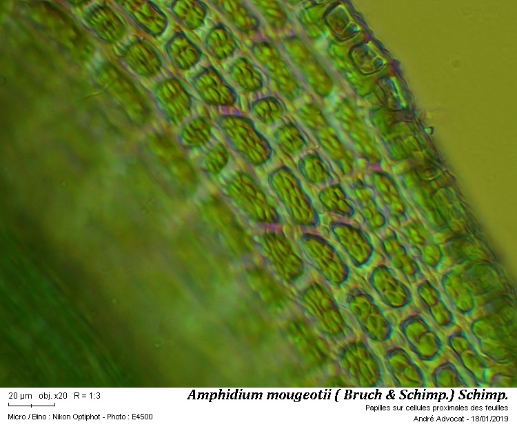 Amphidium mougeotii (B.S.G.) Schimper #57303