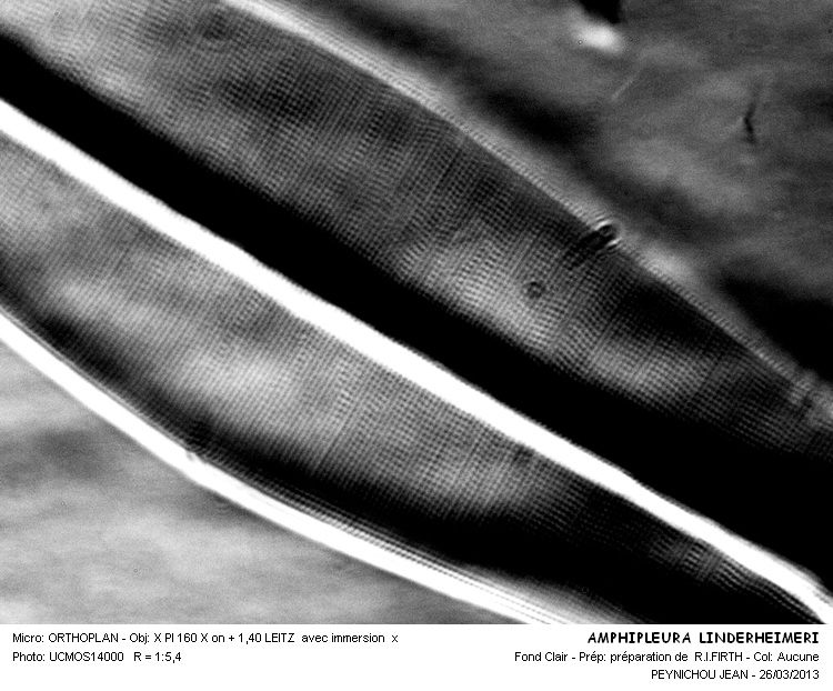 AMPHIPLEURA LINDHEIMERI #30294