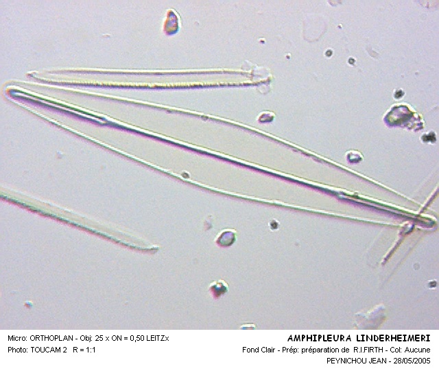 AMPHIPLEURA LINDHEIMERI #30291