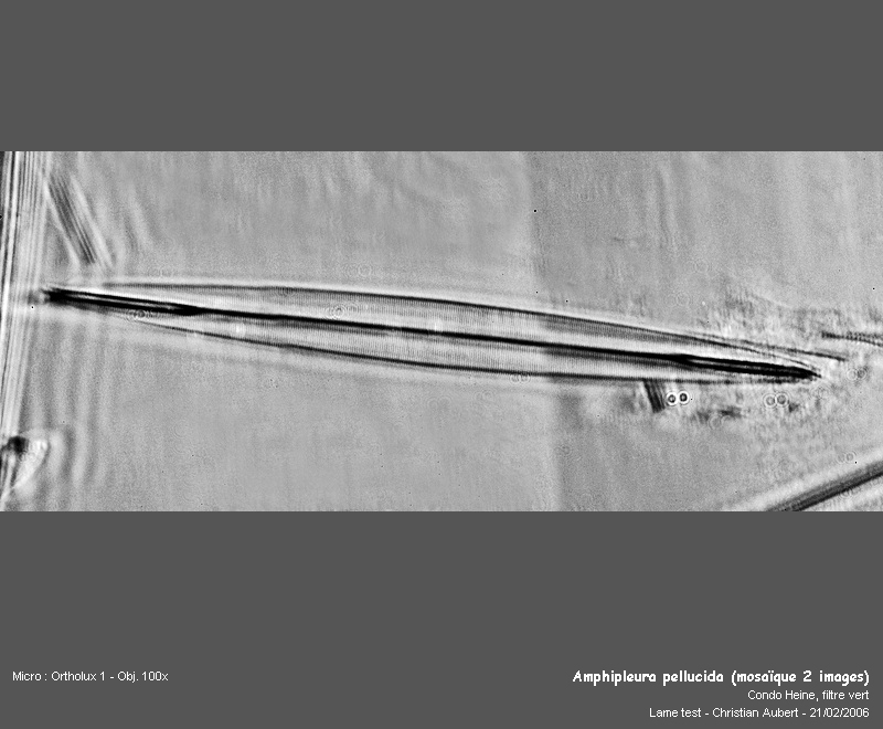 Amphipleura pellucida Kütz. #1917