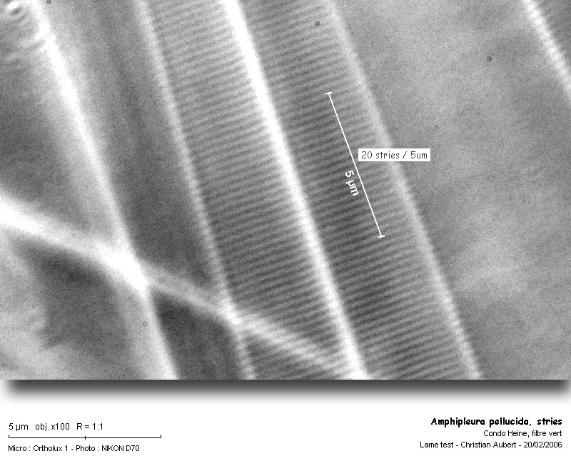 Amphipleura pellucida Kütz. #1919