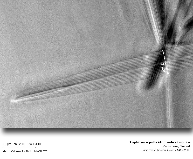 Amphipleura pellucida Kütz. #1918