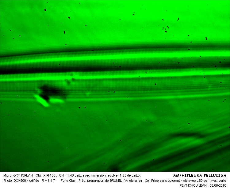 Amphipleura pellucida (Kützing) Kützing #16448